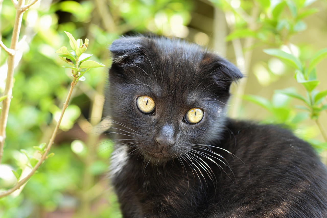 Understanding the Gentle Nature of the Scottish Fold